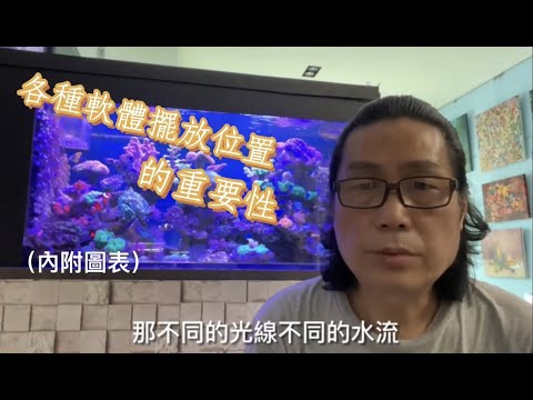 珊瑚擺放位置