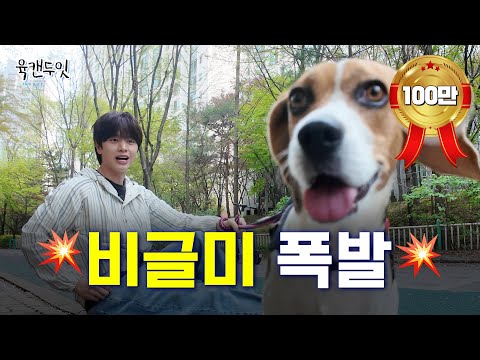 [Sub] 비글특집🐶 비글돌과 비글이 만나면 생기는 일⁉️