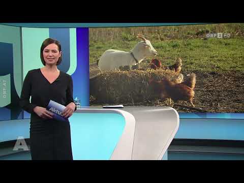 🇦🇹 🐐 🐓 Burgenland: 11 Ziegen bewachen Hühner (ORF ⎪ AKTUELL nach fünf ⎪ 09.01.2021)