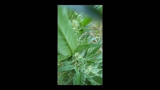 Handling Cannabis Crop Issues