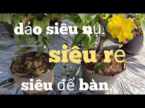 vườn mai giá rẻ, 0366 186 221, VỸ ,giao lưu với cả nhà mai ghép chưng tết