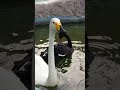 black swan VS white swan