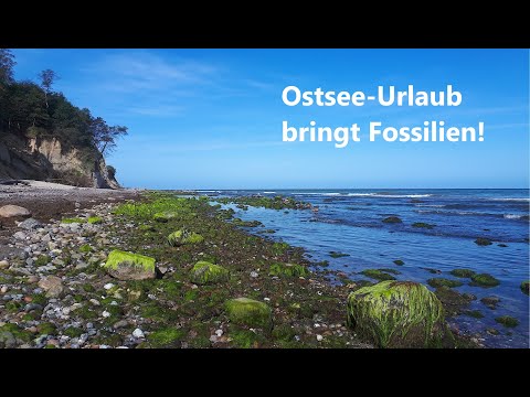 Dieses Wetter muss Glück bringen - Fossilien suchen an der Ostsee