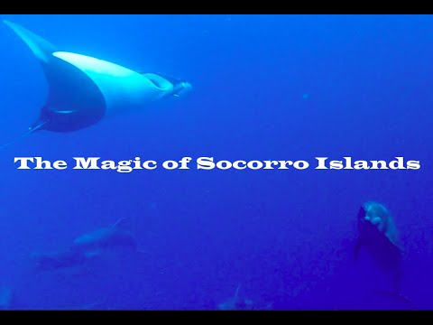 Socorro "Under the Sea" Diving (April 2023) - Condensed Version 4K