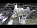 Penguin Manages To Keep His Fish Safe From Thieving Seagull