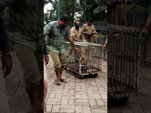 aggressive striped hyena caught by people