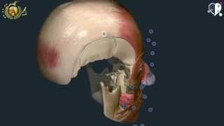 Apparato locomotore 12: Muscoli della testa