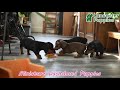 Miniature Dachshund dogs for sale: Scooter - Video 1