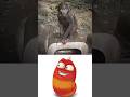 Rizz Monkey Shorts Swag Monkey Rizz Style Bombastic Memes Fyp