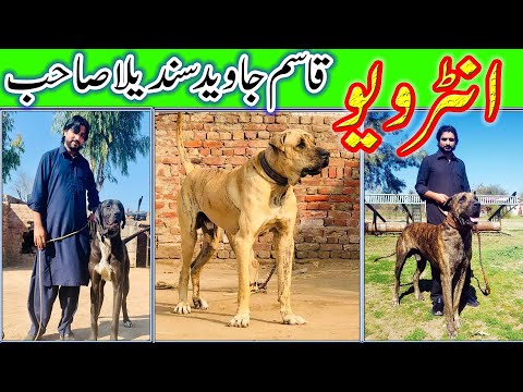 Interview Qasim Jawad Sandila Top of Pakistan Bully Dog Lover And Best of Pakistan Bully Kutta 2021