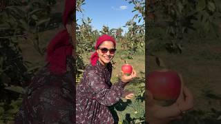 Caramel Apple Kheer- Dessert Recipe