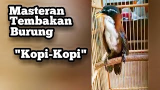 Download lagu Masteran burung KOPI KOPI bahan gacor tembakan kasar mp3