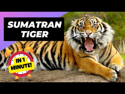 Sumatran Tiger - In 1 Minute! 🐯 One Of The Most Endangered Animals In The Wild | 1 Minute Animals