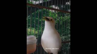 Download lagu Jalak Putih Gacor 71026 #kicaumania #birds mp3