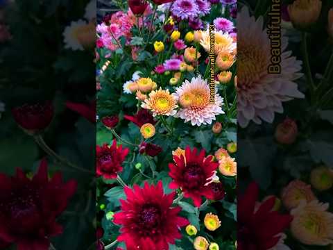 colourful chrysanthemum flower #beautiful #flower #shorts