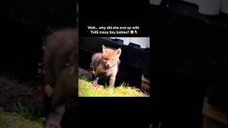 Fox Mom With Eight Playful Pups