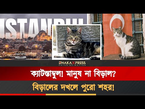 ক্যাটস্তাম্বুল, যে শহরে বিড়ালেরাই আসল অধিবাসী