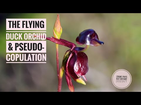 , title : 'The "Flying Duck Orchid" & Deceptive Pollination'
