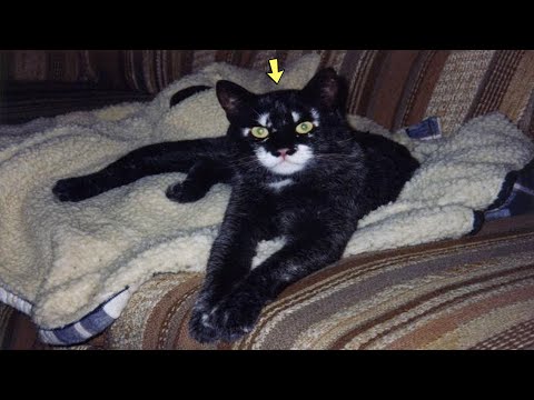 A woman found an unusual cat in a rubbish bin, and 2 years later