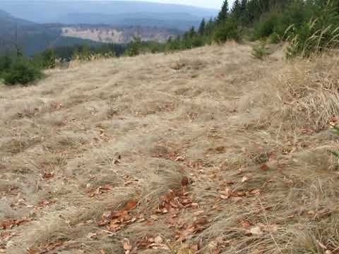 Pro Natura '86 : Kelemen-havasok, Fenyõ-tisztás; Muntii Cãliman - Poiana Bradului
