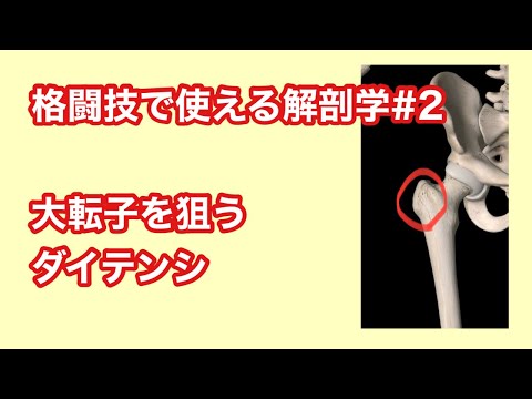 【格闘技で使える解剖学＃２】大転子を蹴れ【MMA、キック、RIZIN、カーフキック】
