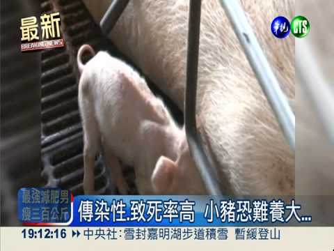 南部爆"豬瘟" 端午恐沒溫體豬吃!