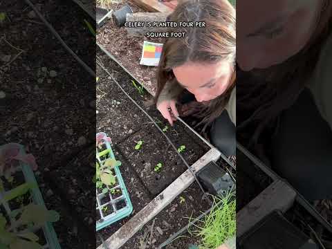 4 Plants that can protect your Brassicas from cabbage white moth - #companionplanting #trapcrop