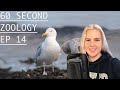 60 Second Zoology Gull Beak Spot