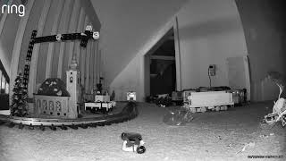 Raccoon brakes into my house. Rabbit is ok he when in hiding