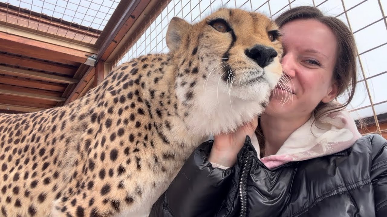 Милые обнимашки обернулись травмой. Герду напугал снег сошедший с крыши и он