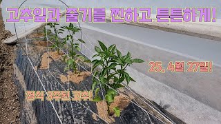 부직포터널고추!! 고추 잎과 줄기를 진하고 튼튼하게 키우는 법!! 고추농사 잘 짓는 법!