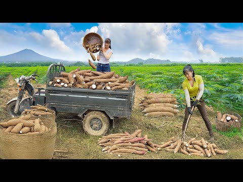 TIMELAPSE -- Use Truck to Harvest 1000+ Giant Cassava Roots from Villagers, Go to Market Sell