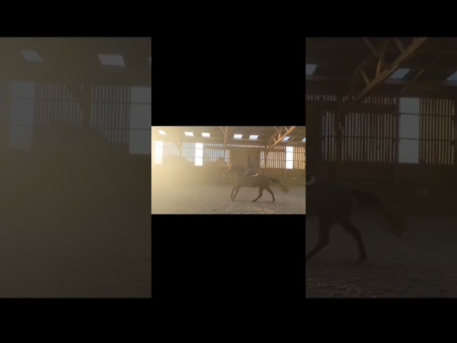 Jument SF top lign&eacute;e 