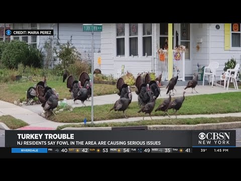 image-Can I buy a wild turkey?