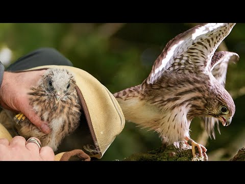 All 6 Kestrel Chicks Fledge & Learn Life in the Wild 🦅| Apollo & Athena | Discover Wildlife