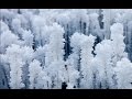 Red Winter Wheat Kill-Off From Extreme Cold in November | 2015-2035 Mini Ice Age (17)