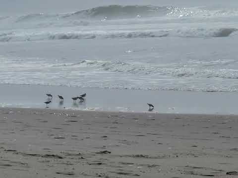 little birds at the beach