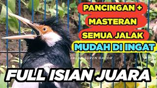 Download lagu Masteran Jalak Suren Tembakan Mewah Full Isian Cililin Tengkek Suara Unik mantap mp3