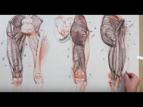 ANATOMY FOR ARTISTS: Upper Leg-PART 2