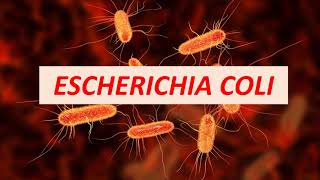Microbiologia Médica: Escherichia coli