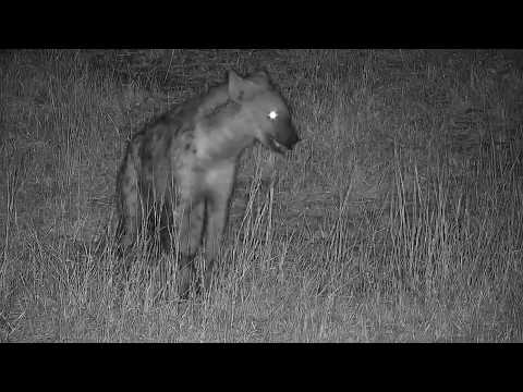 Djuma: Lone Hyena feeding on something - 19:20 - 08/04/19