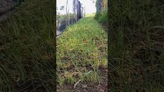 Download lagu 20 Hss , Persemaian Bawang merah tss varietas LOKANANTA mp3