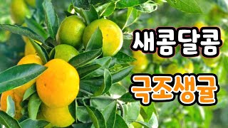 제주 새콤달콤 극조생귤 이렇게 맛있어도 되는거야?