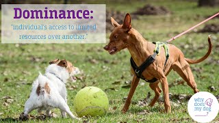Understanding Dominance: Stopping the Alpha Dog Fallacies