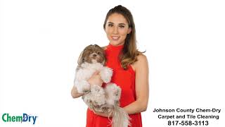 Best Carpet Cleaner for Pet Urine - Professional Carpet and Rug Cleaning