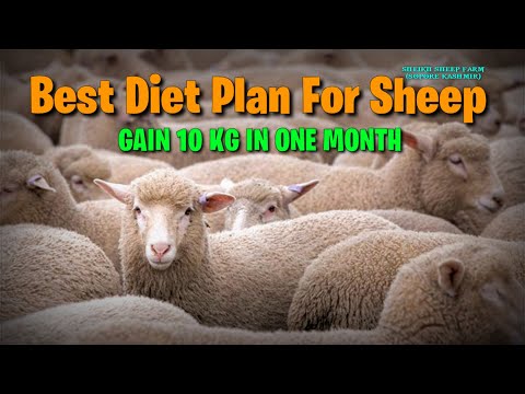 Best diet for sheep || fast weight gain diet for sheep || diet for sheep in winter