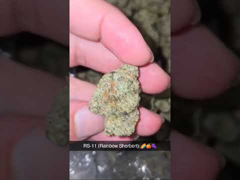 Rs 11 Strain Allbud