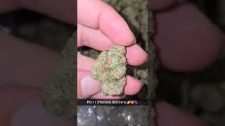 RS11 STRAIN  🔥🔥🔥