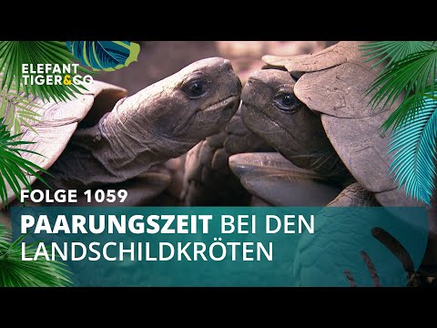 Kinder nach Maß. (Folge 1059) | Elefant, Tiger & Co. | MDR