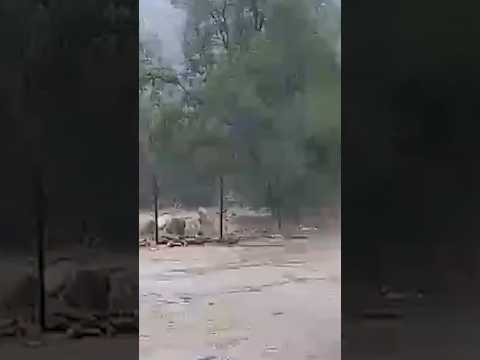 Cámara capta caída de árbol en Curacaví